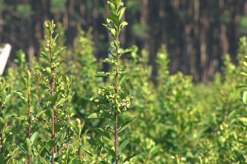 Postales del 99° Aniversario de la Coop. Agricola de la Colonia Liebig Ltda - Programa Especial para LAS y Cosecha de Yerba Mate