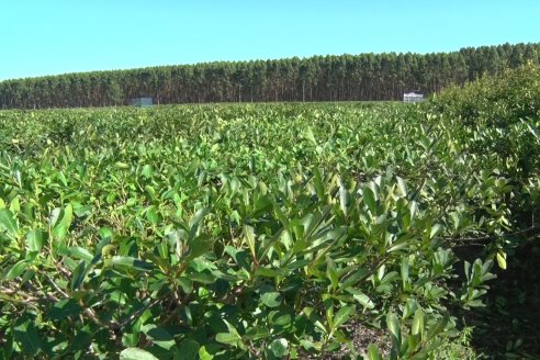 Postales del 99° Aniversario de la Coop. Agricola de la Colonia Liebig Ltda - Programa Especial para LAS y Cosecha de Yerba Mate