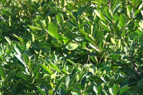 Postales del 99° Aniversario de la Coop. Agricola de la Colonia Liebig Ltda - Programa Especial para LAS y Cosecha de Yerba Mate