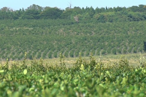 Postales del 99° Aniversario de la Coop. Agricola de la Colonia Liebig Ltda - Programa Especial para LAS y Cosecha de Yerba Mate
