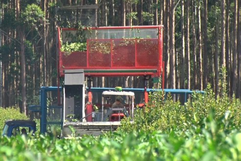 Postales del 99° Aniversario de la Coop. Agricola de la Colonia Liebig Ltda - Programa Especial para LAS y Cosecha de Yerba Mate
