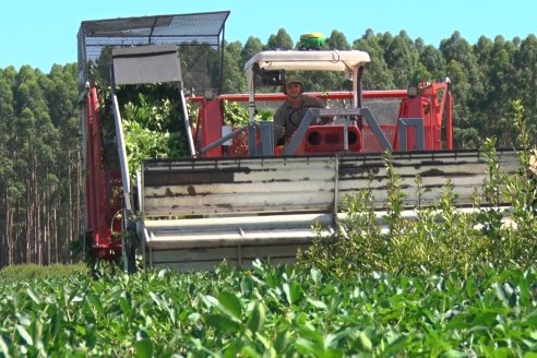 Postales del 99° Aniversario de la Coop. Agricola de la Colonia Liebig Ltda - Programa Especial para LAS y Cosecha de Yerba Mate