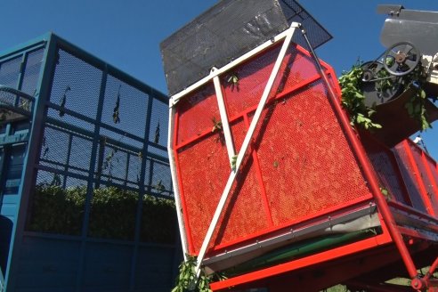 Postales del 99° Aniversario de la Coop. Agricola de la Colonia Liebig Ltda - Programa Especial para LAS y Cosecha de Yerba Mate