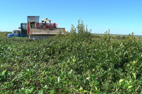 Postales del 99° Aniversario de la Coop. Agricola de la Colonia Liebig Ltda - Programa Especial para LAS y Cosecha de Yerba Mate