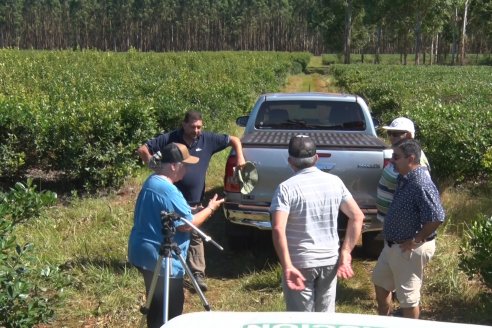 Postales del 99° Aniversario de la Coop. Agricola de la Colonia Liebig Ltda - Programa Especial para LAS y Cosecha de Yerba Mate