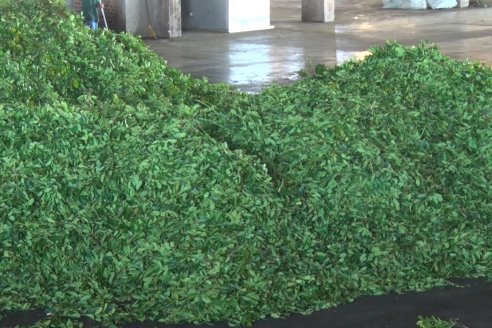 Postales del 99° Aniversario de la Coop. Agricola de la Colonia Liebig Ltda - Programa Especial para LAS y Cosecha de Yerba Mate