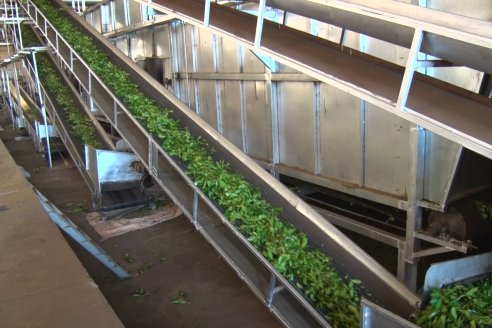 Postales del 99° Aniversario de la Coop. Agricola de la Colonia Liebig Ltda - Programa Especial para LAS y Cosecha de Yerba Mate