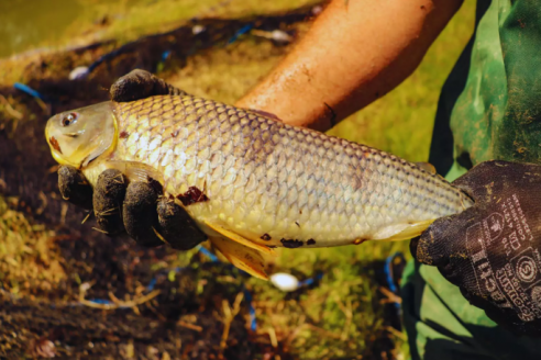 El desarrollo de la acuicultura suma a la boga como alternativa en la región