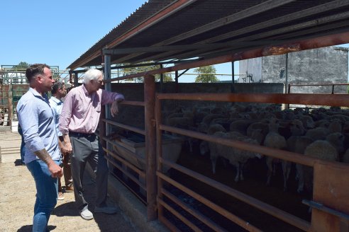 Este martes inició en Gualeguay la faena de un lote de 400 ovinos para comercializar su carne en Kuwait