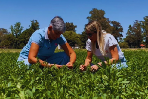 INTA ingresa al mercado nuevas variedades de alfalfa