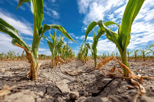 Llega EnBio 2026: por primera vez una cita sobre estrés abiótico