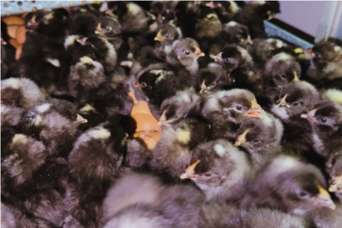 Genetistas logran un hito al optimizar la eficiencia de las ponedoras Negra