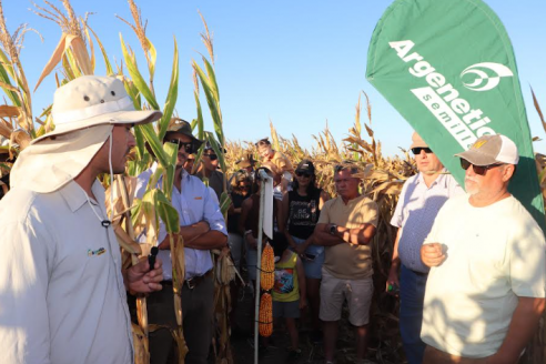 Agricultores vieron de primera mano el desempeño y potencial de los híbridos de maíz de esta campaña
