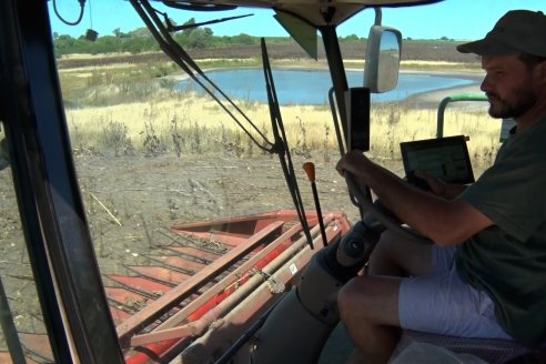 Salomón: "El girasol es noble y en esta cosecha andamos en un promedio de 20 y 22 quintales"