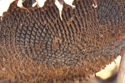 Hay que volver al año 2013 para reconocer otro momento como el actual en la molienda del girasol