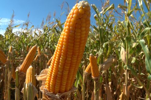 Las lluvian mantienen bien altas a todas las proyecciones agrícolas