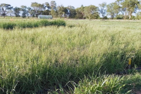Novedad técnica: hay una gramínea que padece más por la falta de nitrógeno que de agua