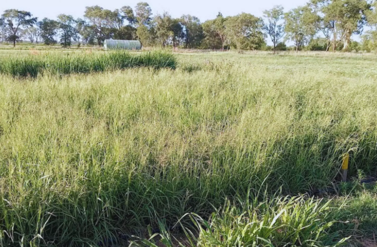 Novedad técnica: hay una gramínea que padece más por la falta de nitrógeno que de agua