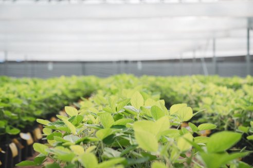 DONMARIO MÁS 2026: Cinco lanzamientos estratégicos y claves de manejo para "blindar" el rinde