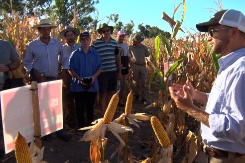 Maíz: en busca del mejor rendimiento ponen en valor variantes de manejo