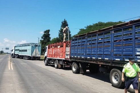 Frenaron una tropa con garrapatas que venía de Corrientes