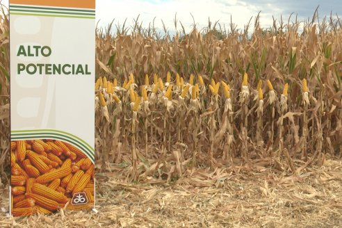 Desde Estab. San Alfonso - Colonia Ensayo: Jornada BRECHAS de Pioneer en Entre Ríos