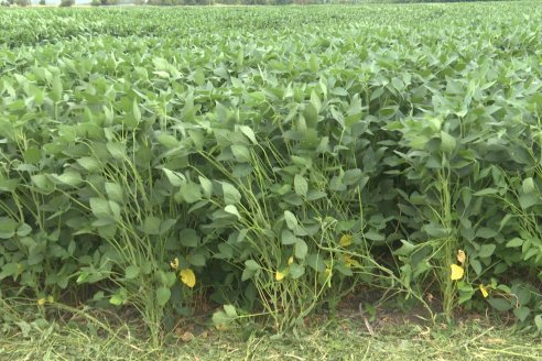 Desde Estab. San Alfonso - Colonia Ensayo: Jornada BRECHAS de Pioneer en Entre Ríos