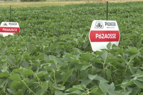 Desde Estab. San Alfonso - Colonia Ensayo: Jornada BRECHAS de Pioneer en Entre Ríos