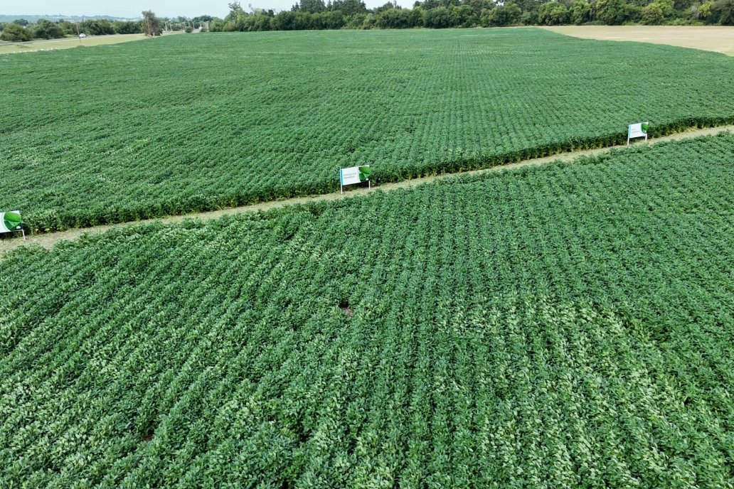 Soja: viene de perlas el agua que empezó a llegar, literalmente, en cuentagotas.