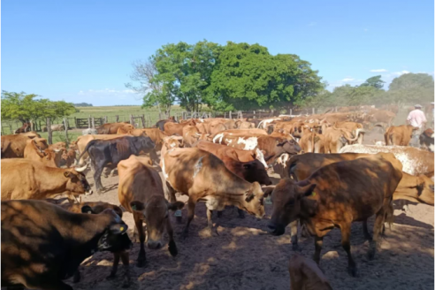 El bovino Criollo se consolida como una alternativa ganadera sostenible