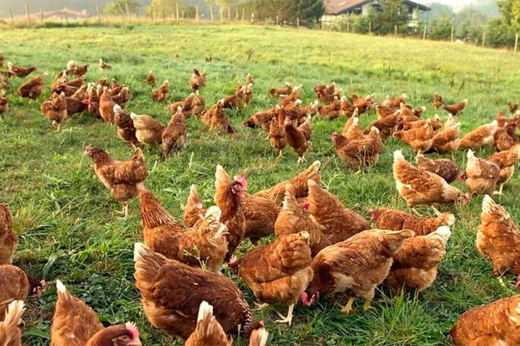 Alternativas para reemplazar antibióticos como promotores del crecimiento