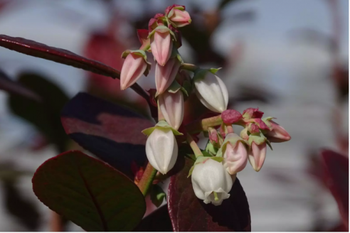 En Concordia investigan la biología reproductiva del arándano para potenciar su mejoramiento genético