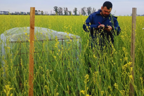 Indican que combinar abejas con carinata da más, y mejores, frutos
