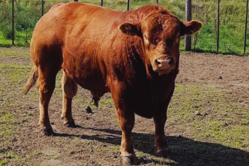 Ganaderos y técnicos sellaron una alianza estratégica para impulsar la mejora genética de la raza Limangus