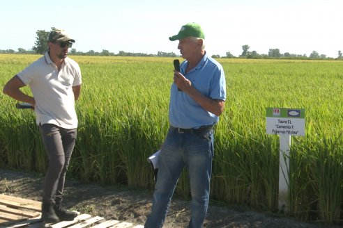 Postales del Día de Campo de Arroz de Fundación Proarroz - San Salvador, Entre Ríos
