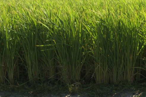 Postales del Día de Campo de Arroz de Fundación Proarroz - San Salvador, Entre Ríos