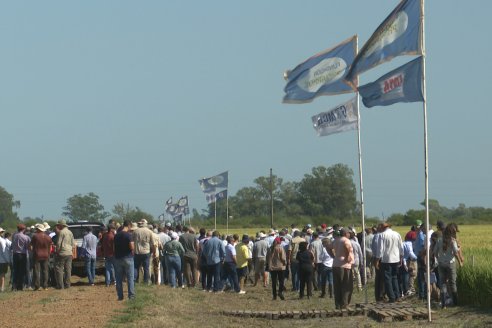 Postales del Día de Campo de Arroz de Fundación Proarroz - San Salvador, Entre Ríos