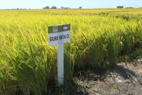 Postales del Día de Campo de Arroz de Fundación Proarroz - San Salvador, Entre Ríos