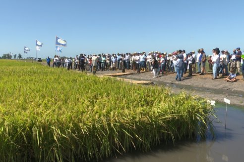 Postales del Día de Campo de Arroz de Fundación Proarroz - San Salvador, Entre Ríos