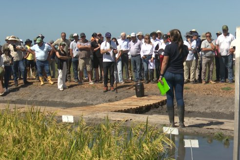 Postales del Día de Campo de Arroz de Fundación Proarroz - San Salvador, Entre Ríos