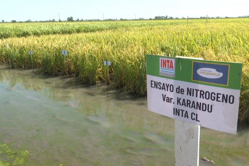 Postales del Día de Campo de Arroz de Fundación Proarroz - San Salvador, Entre Ríos