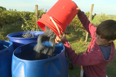 Jornada de Vendimia en Bodega Juan Girbich - Aldea Jacobi, Entre Ríos