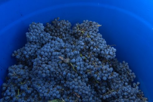 Jornada de Vendimia en Bodega Juan Girbich - Aldea Jacobi, Entre Ríos