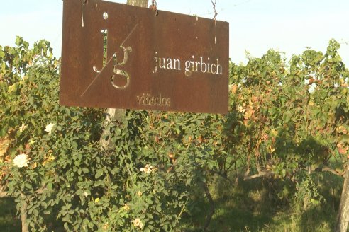 Jornada de Vendimia en Bodega Juan Girbich - Aldea Jacobi, Entre Ríos