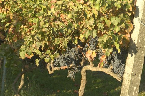 Jornada de Vendimia en Bodega Juan Girbich - Aldea Jacobi, Entre Ríos