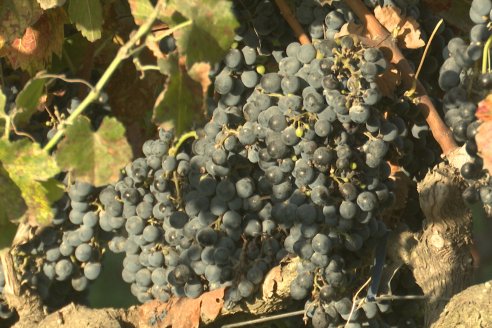 Jornada de Vendimia en Bodega Juan Girbich - Aldea Jacobi, Entre Ríos