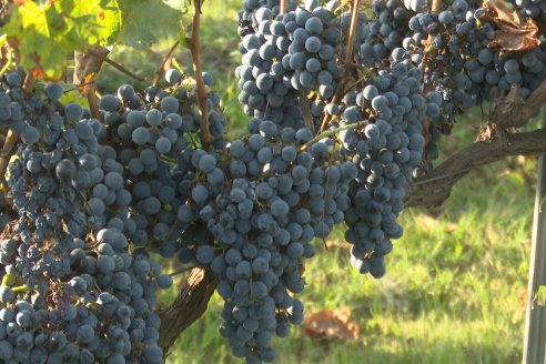 Jornada de Vendimia en Bodega Juan Girbich - Aldea Jacobi, Entre Ríos