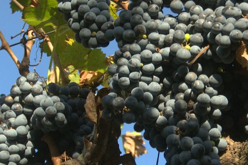 Jornada de Vendimia en Bodega Juan Girbich - Aldea Jacobi, Entre Ríos