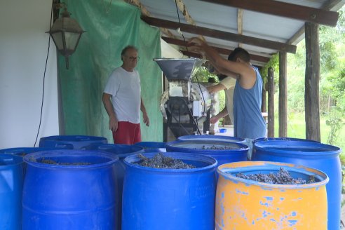 Jornada de Vendimia en Bodega Juan Girbich - Aldea Jacobi, Entre Ríos