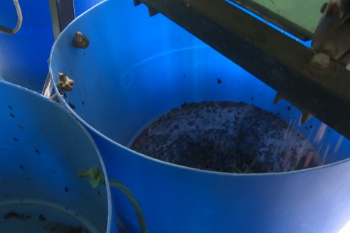 Jornada de Vendimia en Bodega Juan Girbich - Aldea Jacobi, Entre Ríos